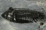 Two Beautiful Mrakibina Trilobites - Mrakib, Morocco #352624-7